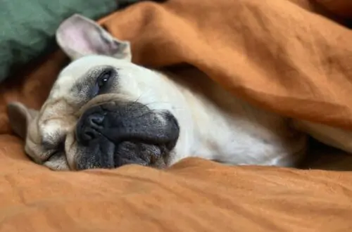 Imagen de perro en su confort