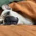 Imagen de perro en su confort