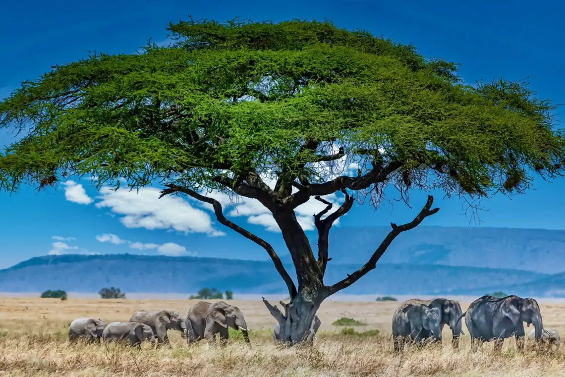 Un grupo de elefantes bajo un árbol en África