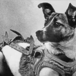 Laika, la perra espacial soviética