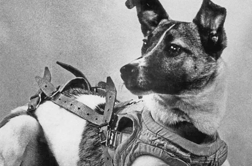 Laika, la perra espacial soviética