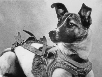 Laika, la perra espacial soviética